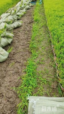 高度20厘米紫穗狼尾草