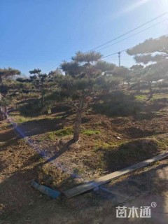 10公分造型油松