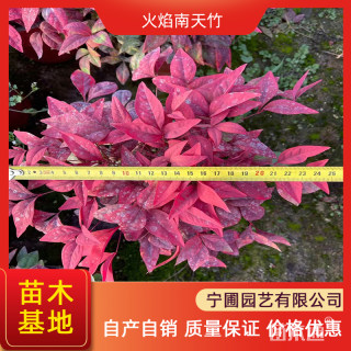 高度40厘米南天竹