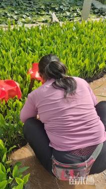 高度30厘米泽泻