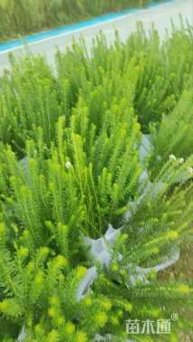 高度60厘米澳洲米花