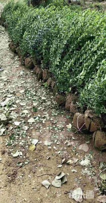 冠幅80厘米卫矛球