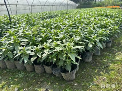 高度25厘米金鱼草