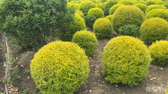 冠幅150厘米亮晶女贞球