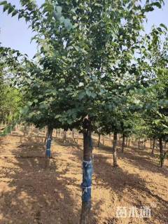 13公分暴马丁香