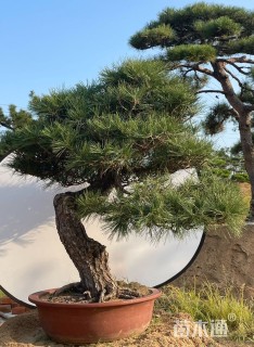 高度100厘米黑松