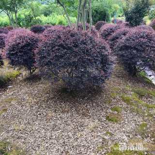 冠幅100厘米红花继木球