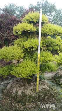 15公分造型亮晶女贞