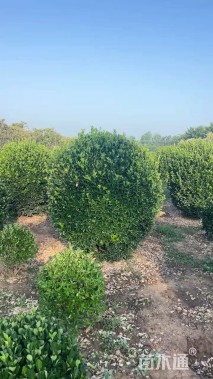 冠幅180厘米大叶黄杨球