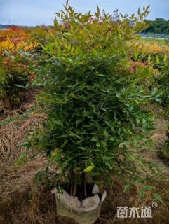 高度25厘米南天竹