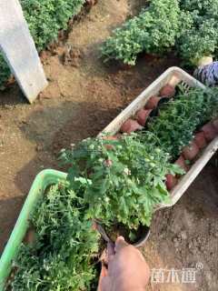 高度26厘米千头菊