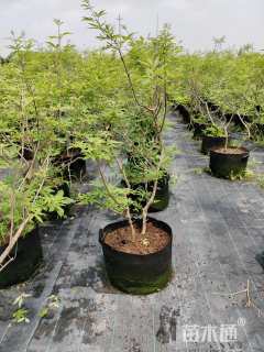 高度160厘米穗花牡荆