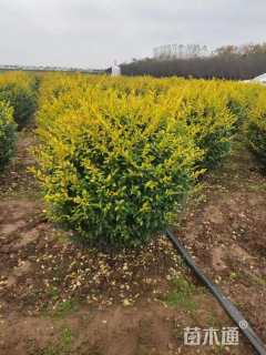 冠幅60厘米金叶女贞球