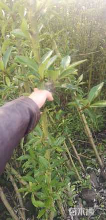 高度150厘米法国冬青