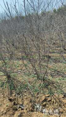 高度150厘米丛生黄栌