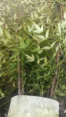 高度35厘米南天竹