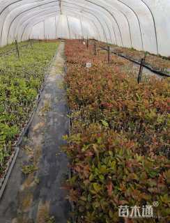 高度10厘米月季