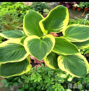 高度20厘米玉簪