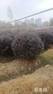 冠幅120厘米红花继木球