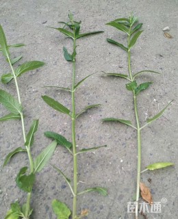 高度40厘米野芝麻