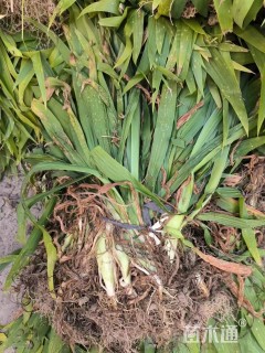 高度30厘米鸢尾