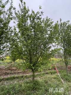 15公分西府海棠