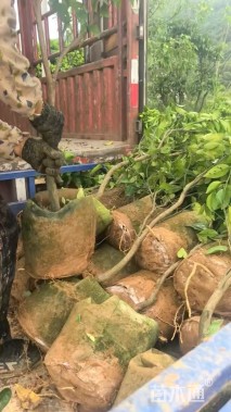 高度170厘米沃柑