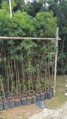 高度100厘米罗汉松小苗