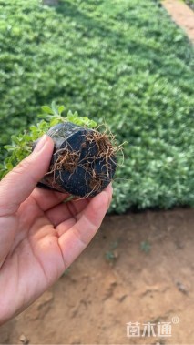 高度7厘米薰衣草