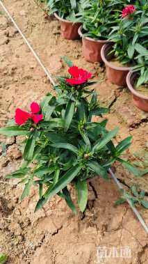 高度25厘米石竹