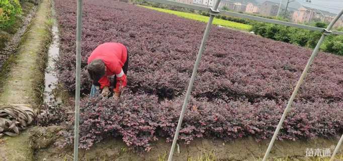 高度35厘米红花继木小苗
