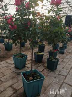 高度100厘米棒棒糖月季