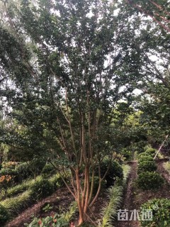 高度500厘米丛生紫薇