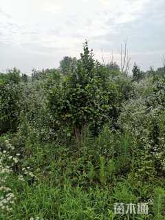 高度150厘米茶花