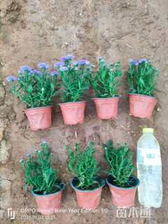 高度25厘米翠菊