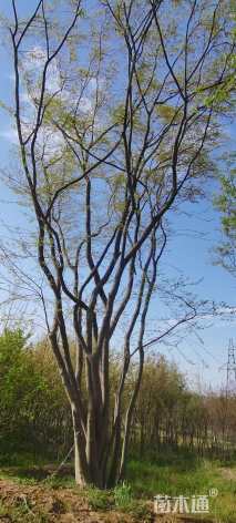 高度250厘米丛生茶条槭