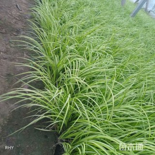 高度40厘米墨西哥羽毛草