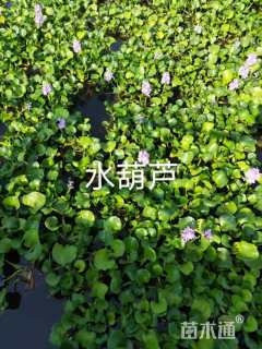 高度1厘米水葫芦