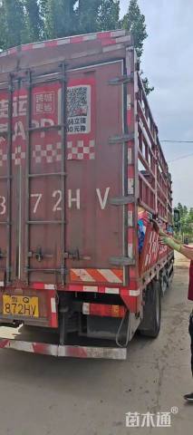 高度20厘米金叶佛甲草