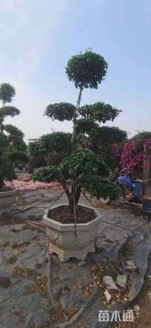 高度200厘米三角梅