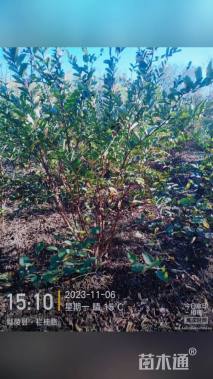 高度150厘米丛生紫薇