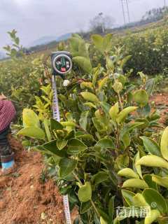 高度25厘米油茶