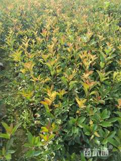 0.5公分红叶石楠