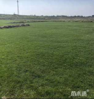 草卷状马尼拉草