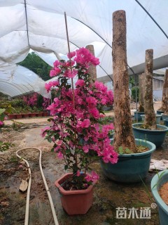 高度26厘米三角梅