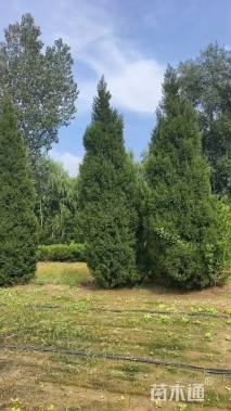 高度600厘米塔柏