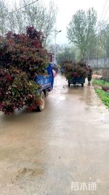 高度100厘米月季