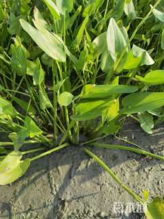 高度35厘米梭鱼草