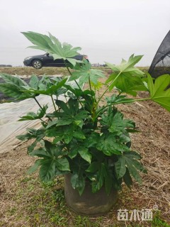 高度60厘米八角金盘