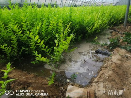 高度40厘米金叶女贞小苗